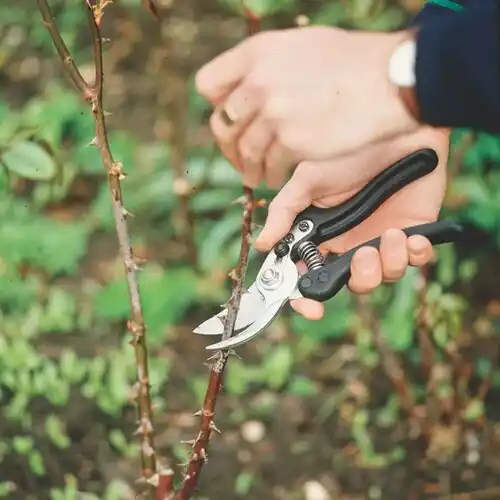 tree services Grant
